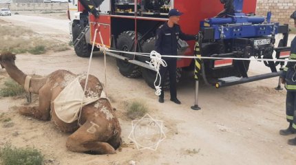 Верблюд упал в колодец в Жанаозене