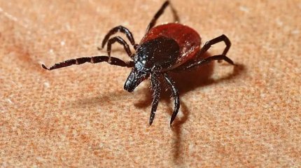 Қызылорда облысында биыл кене шаққан 522 адам дәрігерлер көмегіне жүгінген