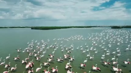 Атырауға  қоқиқаз ұшып келді