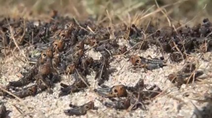 Ущерба от саранчи пока нет, заявил министр сельского хозяйства