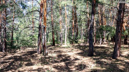 Павлодарлық орманшылар резерватқа кіруге шектеу қойды