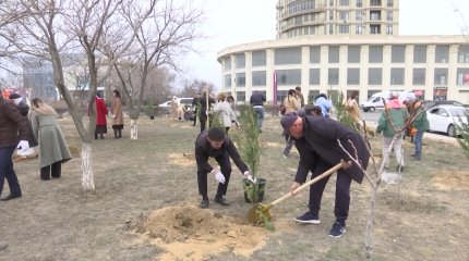 Высаженные 3 месяца назад деревья погибли в Актау