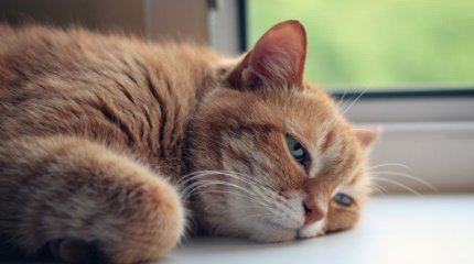 Без осадков и до +37: прогноз погоды в мегаполисах Казахстана 26 июня