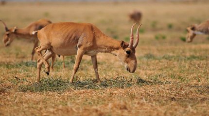 Қазақстанда шаруаларға киіктерден келген шығын өтеле ме?