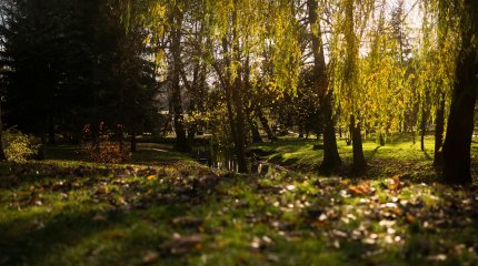Виновного в падении деревьев в Алматы нашли прокуроры