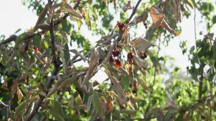 Өнім қурап қалды: Ақтауда бағбандар дабыл қақты