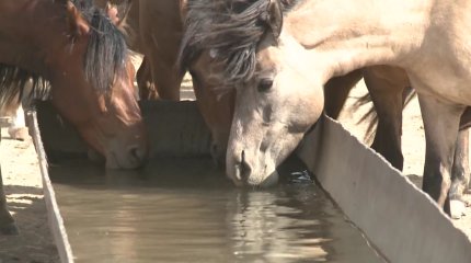 Атырау облысында қарақұрт қаптап барады