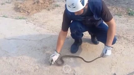 Шымкентте жаз шыққалы жылан көбейіп кеткен