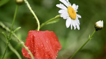 Спад жары и сильные дожди прогнозируют синоптики на выходных в Казахстане
