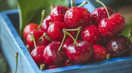 Қазақ-қырғыз шекарасында 40 тоннаға жуық бұзылған шие анықталды