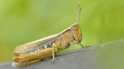 Меры по борьбе с саранчой активизируют в двух регионах Казахстана