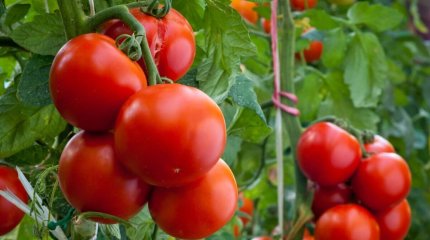 Елімізге шетелден әкелінген 60 тоннадан астам қызанақтан вирус анықталды