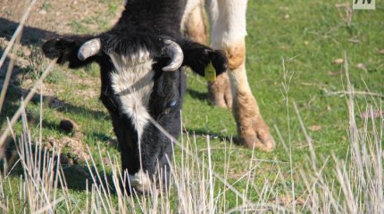 Павлодар облысында мал қорымдары жетіспейді