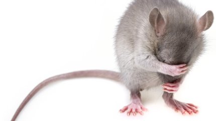 Ночной перекус крысы самсой в одном из киосков заметили павлодарцы