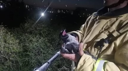 Спасательную операцию из-за вороны развернули в Кокшетау