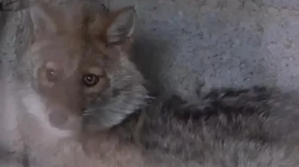 СҚО-да құтырма ауруы бар түлкі ауылға кіріп кетті