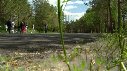 Астана тұрғындарын теректің мамығы әлекке салды