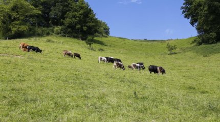 Пастбища на 5 млрд тенге вернули жителям района в Павлодарской области