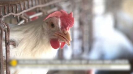 Мексикада құс тұмауының жаңа штамынан бір адам қайтыс болды