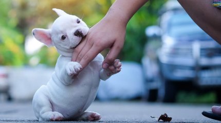 Хозяйка собаки, покусавшей человека в ВКО, заплатит штраф