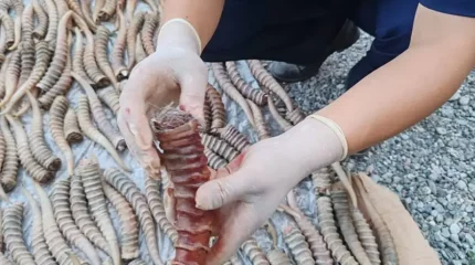 Жетісу облысында үйдің шатырынан 464 дана ақбөкен мүйізі тәркіленді