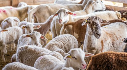 Места для проведения жертвоприношений на Курбан айт определили в Астане