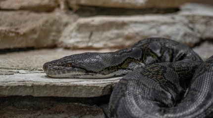 Пятиметровый питон проглотил женщину в Индонезии