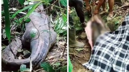 Индонезияда 50 жастағы әйелді питон жұтып қойды