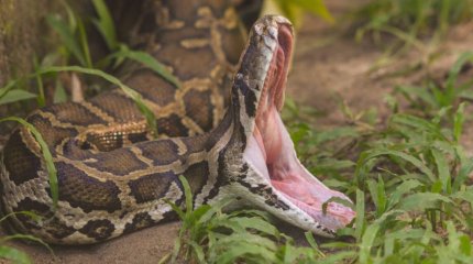 Жоғалып кеткен әйелдің денесі алып жыланның ішінен табылды