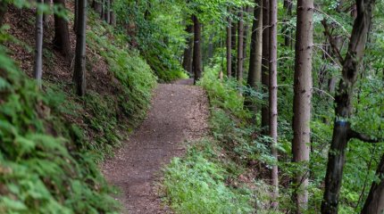 Лесники страны начнут получать повышенную зарплату с 1 июля