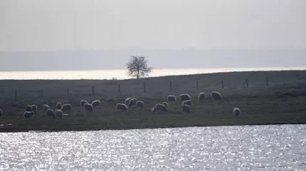 Жамбыл облысында қатты жауын салдарынан 500-ге жуық мал қырылды