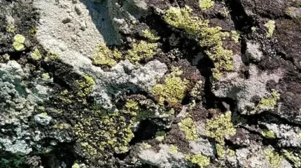 Қазақстанда қынаның жаңа түрі табылды