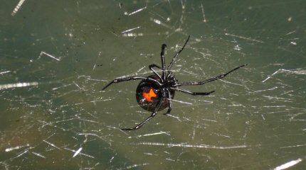 9 человек оказались на больничной койке после укуса каракуртом в Атырауской области