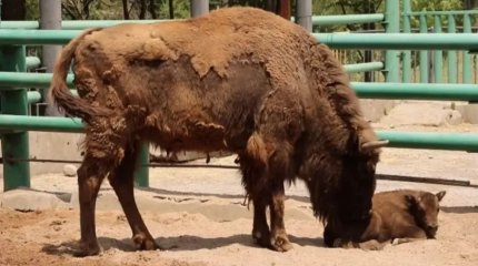 Шымкентте зубр төлдеді