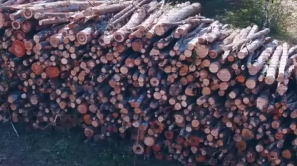 "Семей орманы" филиалының директоры ұсталды