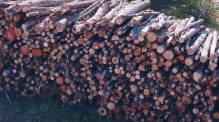 Задержан директор филиала «Семей орманы»