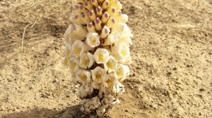 Саксаул на 24 млн тенге посадили на бумаге в Туркестанской области