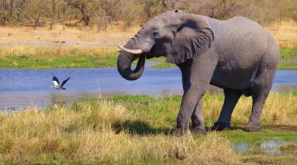Пілді суретке түсірмек болған турист қайтыс болды