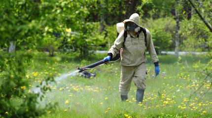 Астанада масамен күрес күзге дейін жалғасады