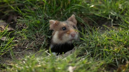 2,5 млн евро выделили на переезд хомяков в Германии