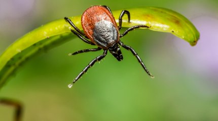 Житель Шымкента умер после укуса клеща