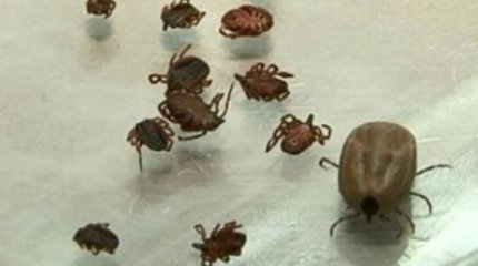 Шымкентте ер адам кене шаққаннан кейін қайтыс болды