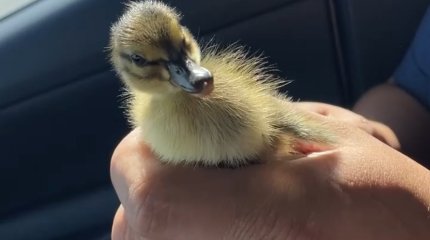 Семейство уток с оживленной дороги спасли полицейские в Астане (ВИДЕО)