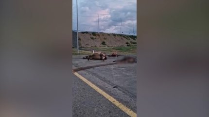Шесть лошадей погибли, три машины пострадали: масштабное ДТП произошло на трассе близ Павлодара