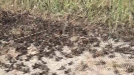 Саранча в этом году охватит 2,5 млн гектаров, - МСХ РК