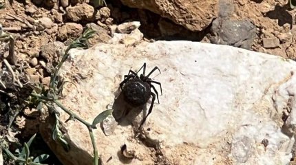 Почти 100 верблюдов погибли от укуса каракуртов в Атырауской области