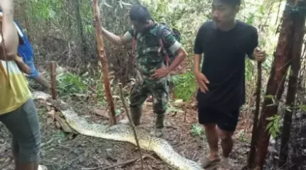 Бес баланың анасын питон жұтып қойған