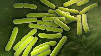 Жетісу облысындағы балабақшаларда ішек таяқшасы табылды