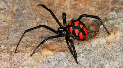 Атырау облысында қарақұрт қаптаған: Салдарынан 9 адамды өрмекші шағып, 23 мал қырылды