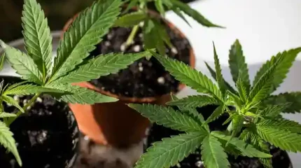 Полиция помогла вернуть украденную коноплю жителю Германии